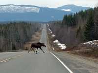 Moose on highway 11.5X16.7 300 1894